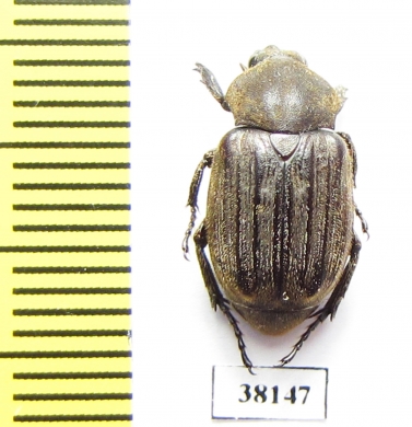 Trichiinae sp.  Mali - INSECTS-STORE.RU