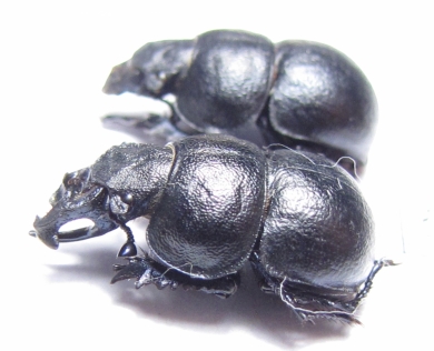 Lethrus longimanus, pair  Russia, Orenburg reg. - INSECTS-STORE.RU