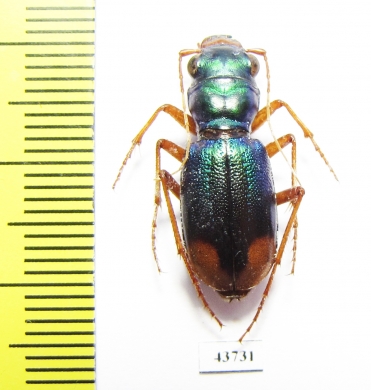 Megacephala euphratica  Tajikistan - INSECTS-STORE.RU