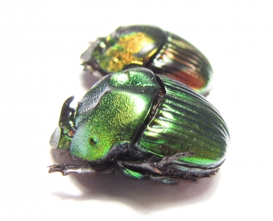 Phanaeus amithaon, pair  Mexico - INSECTS-STORE.RU