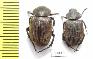 Trichiinae sp., pair  Mali - INSECTS-STORE.RU