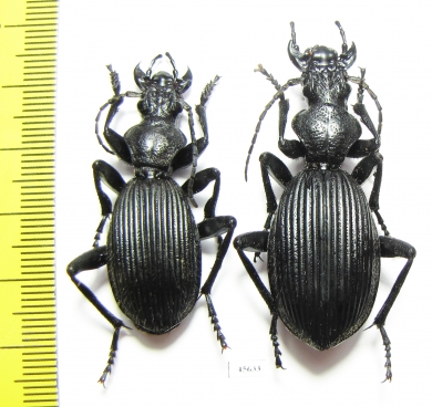 Anthia massilicatum?, pair  South Africa Rep. - INSECTS-STORE.RU