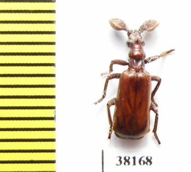 Paussinae sp.  Mali - INSECTS-STORE.RU