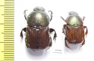 Onitis sp., pair  South Africa Rep. - INSECTS-STORE.RU