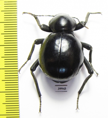 Tenebrionidae sp.  South Africa Rep. - INSECTS-STORE.RU