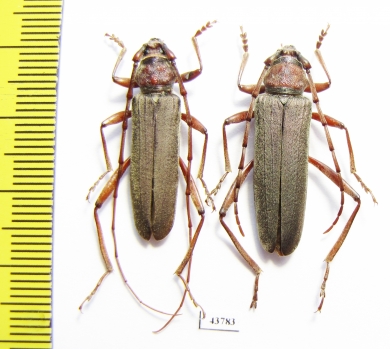 Turkaromia pruinosa, pair  Kazakhstan - INSECTS-STORE.RU