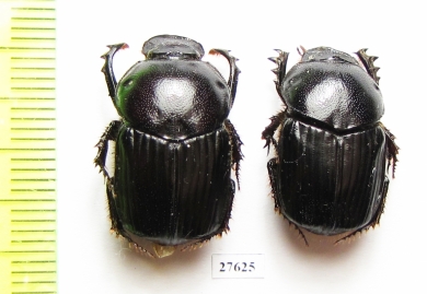 Onitis sp., pair  Zimbabwe - INSECTS-STORE.RU