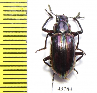 Tenebrionidae sp.  Indonesia, Sumatra - INSECTS-STORE.RU