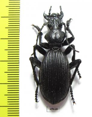 Anthia massilicatum?  South Africa Rep. - INSECTS-STORE.RU