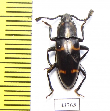 Erotylidae sp.  Indonesia, Sumatra - INSECTS-STORE.RU