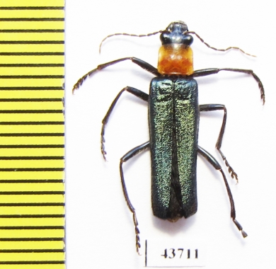 Cantharidae sp.  Indonesia, Sumatra - INSECTS-STORE.RU