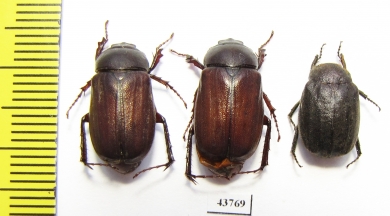 Melolonthinae sp.  Indonesia, Sumatra - INSECTS-STORE.RU