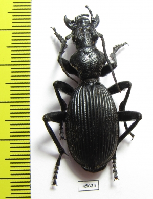 Anthia massilicatum?  South Africa Rep. - INSECTS-STORE.RU