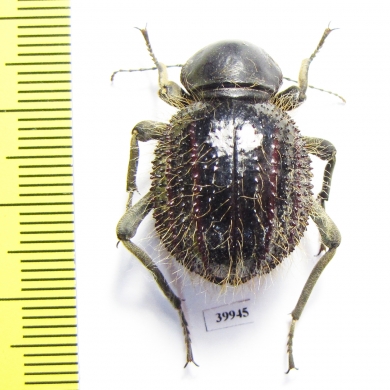 Tenebrionidae sp.  South Africa Rep. - INSECTS-STORE.RU