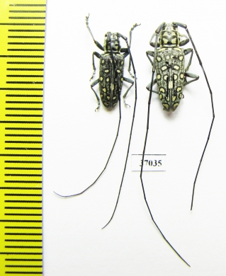 Cerambycidae sp.  South Africa Rep. - INSECTS-STORE.RU