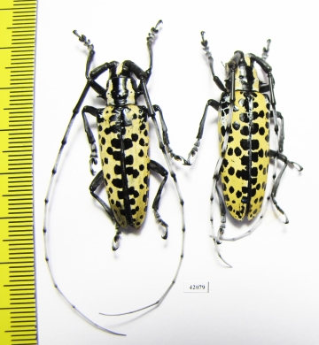 Deliathis batesi, pair  Mexico  37mm - INSECTS-STORE.RU