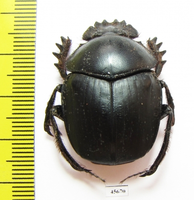 Scarabaeus sp.  South Africa Rep. - INSECTS-STORE.RU