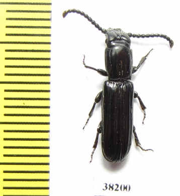 Passandridae sp.  Mali - INSECTS-STORE.RU