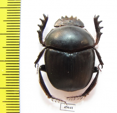 Scarabaeus sp.  South Africa Rep. - INSECTS-STORE.RU
