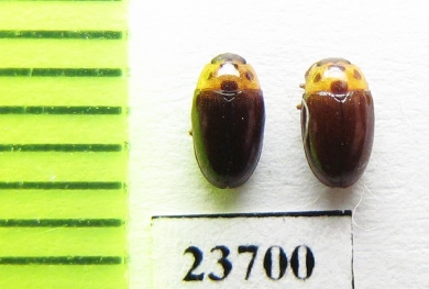 Triplax signaticollis  Russia, Far East - INSECTS-STORE.RU