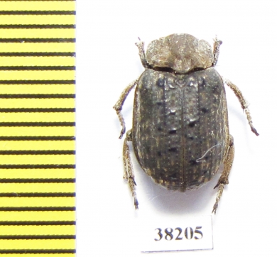 Trogidae sp.  Mali - INSECTS-STORE.RU