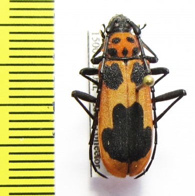 Purpuricenus lituratus  China - INSECTS-STORE.RU