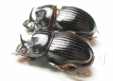 Copris sp.  China, Guangxi prov. - INSECTS-STORE.RU