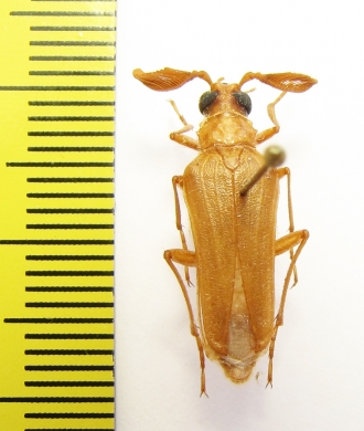 Microarthron komarowi, male  Uzbekistan - INSECTS-STORE.RU