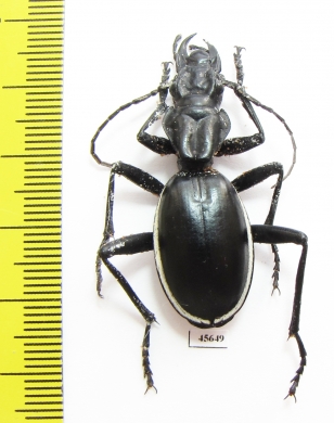 Anthia cinctipennis?  South Africa Rep. - INSECTS-STORE.RU