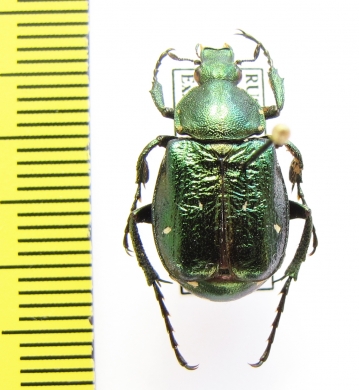 Gnorimus nobilis bolshakovi, male  Russia, Tula reg. - INSECTS-STORE.RU