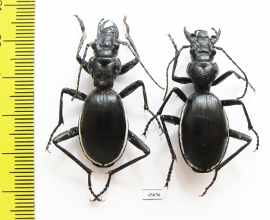 Anthia cinctipennis?, pair  South Africa Rep. - INSECTS-STORE.RU