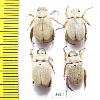 Rutelinae sp.  Mali - INSECTS-STORE.RU