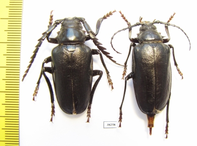 Mesoprionus asiaticus, pair  Russia, Astrakhan reg.  38mm - INSECTS-STORE.RU