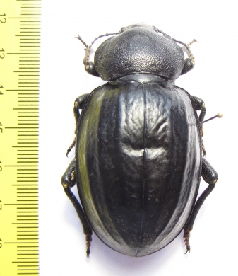 Psammodes sulcicollis  Zambia 60mm - INSECTS-STORE.RU