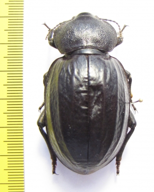 Psammodes sulcicollis  Zambia 56mm - INSECTS-STORE.RU