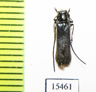 Stenostola ferrea  Czech Rep. - INSECTS-STORE.RU