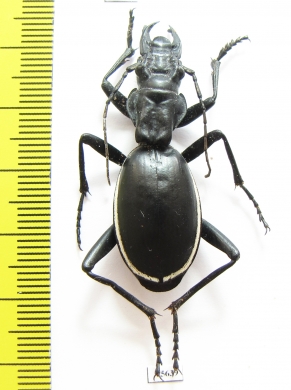 Anthia cinctipennis?  South Africa Rep. - INSECTS-STORE.RU