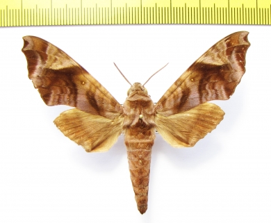 Sphingidae sp.  Thailand - INSECTS-STORE.RU