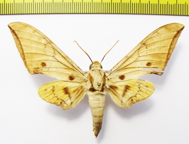 Sphingidae sp.  Indonesia, Sumatra - INSECTS-STORE.RU