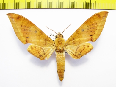 Sphingidae sp.  Indonesia, Sumatra - INSECTS-STORE.RU