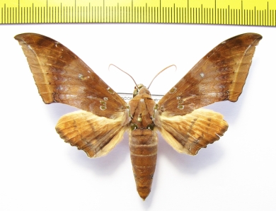 Sphingidae sp.  Indonesia, Sumatra - INSECTS-STORE.RU