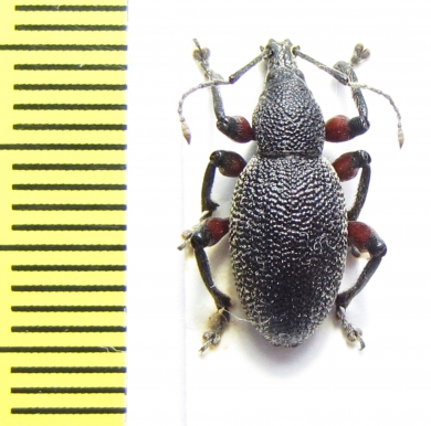 Curculionidae sp.  Croatia - INSECTS-STORE.RU