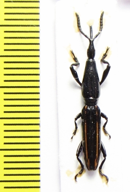 Brentidae sp.  Peru - INSECTS-STORE.RU