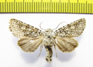 Lasionycta hampsoni  Russia, Altai reg. - INSECTS-STORE.RU