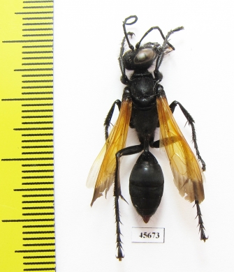 Hymenoptera sp.  South Africa Rep. - INSECTS-STORE.RU