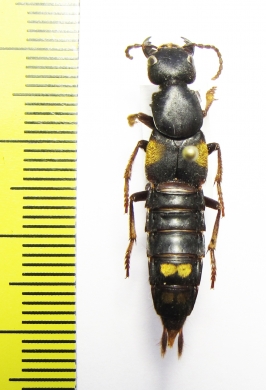 Staphylinidae sp.  China, Guangxi prov. - INSECTS-STORE.RU