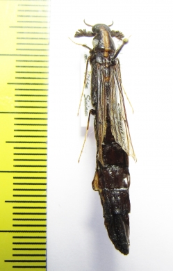 Lymexylidae sp.  Iran, Hormozgan prov. - INSECTS-STORE.RU