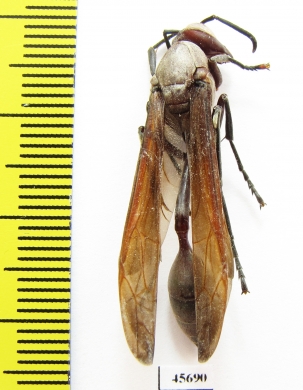 Hymenoptera sp.  South Africa Rep. - INSECTS-STORE.RU