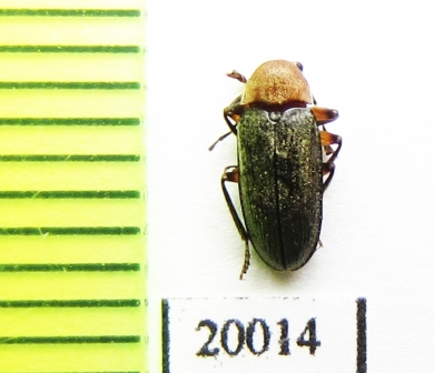 Ptilodactylidae sp.  Indonesia, Sumatra - INSECTS-STORE.RU