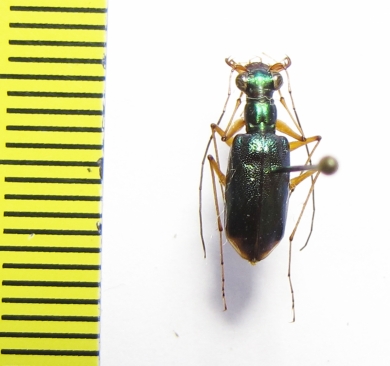 Cicindelinae sp.  Indonesia, Sulawesi - INSECTS-STORE.RU